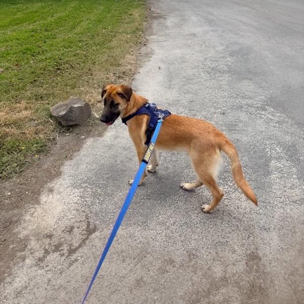 Roofus, a Adoptable mixed breed in Tacoma, WA image 4/6