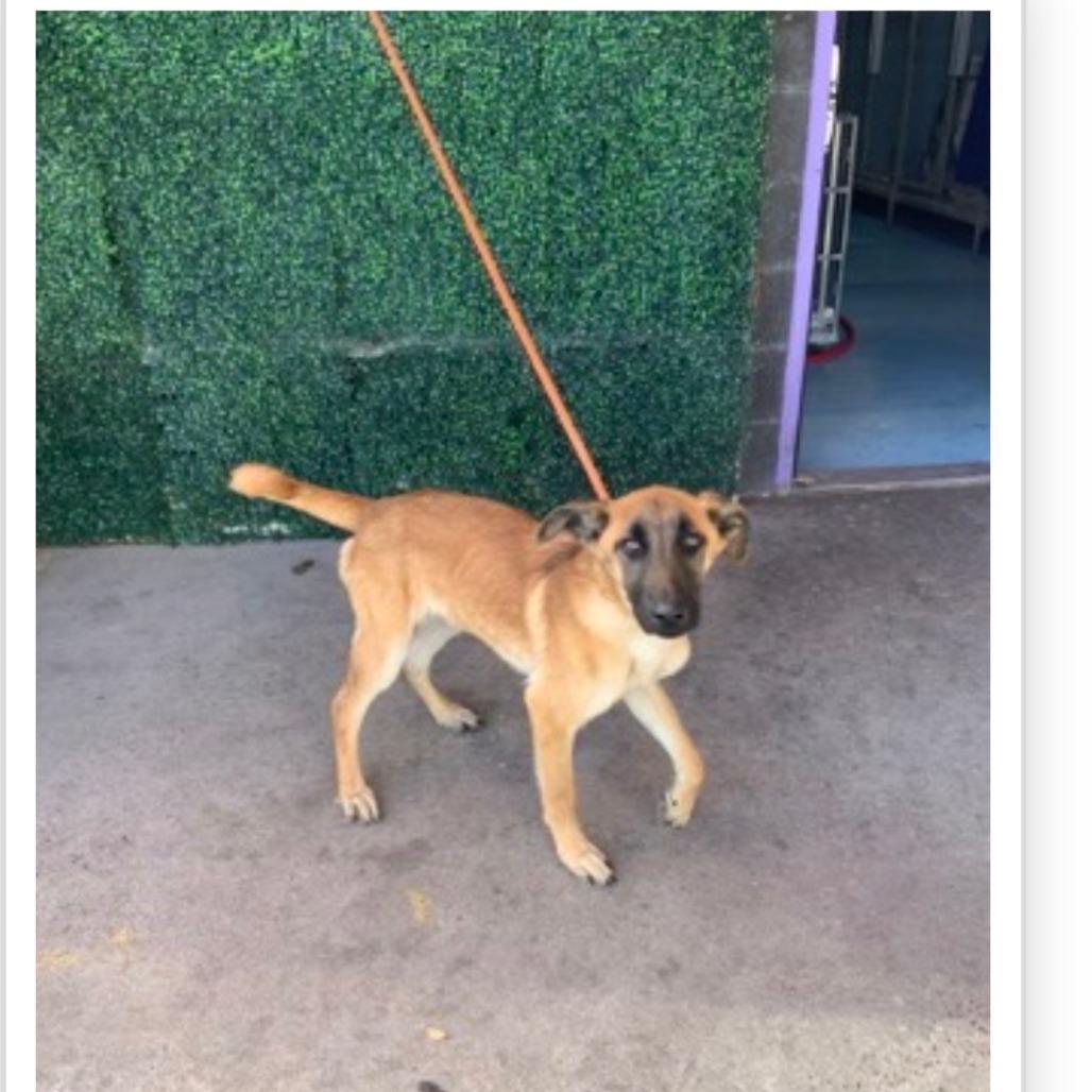 Roofus, a Adoptable mixed breed in Tacoma, WA image 5/6