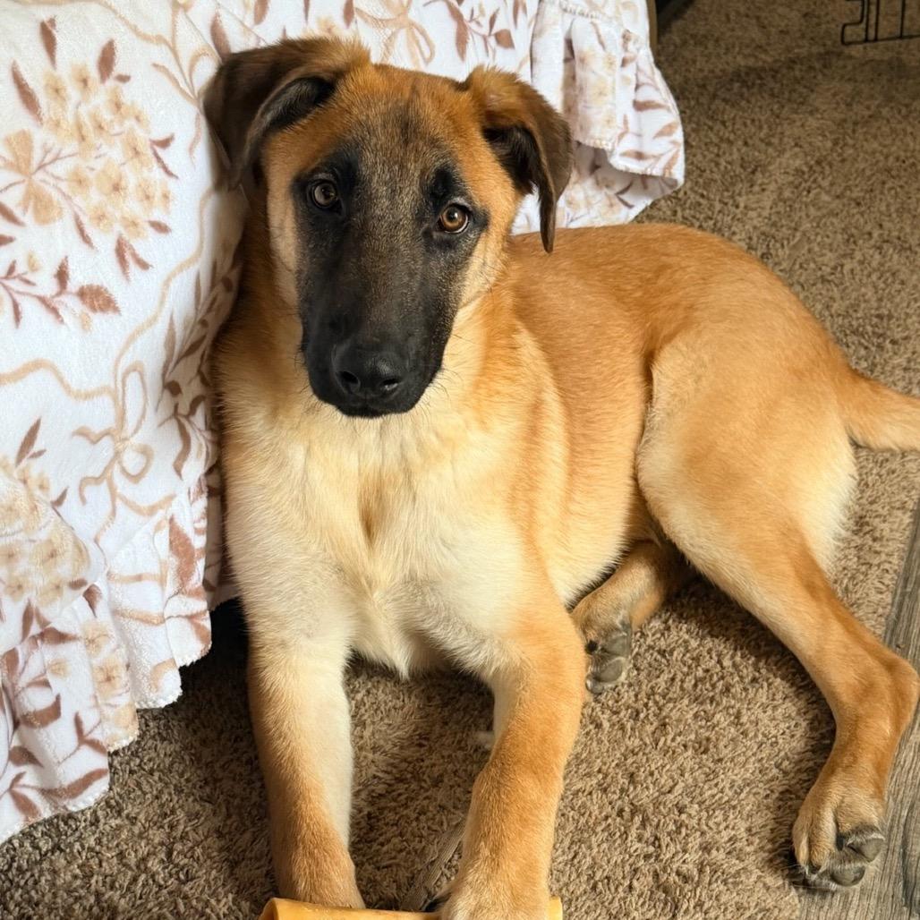 Roofus, a Adoptable mixed breed in Tacoma, WA image 6/6
