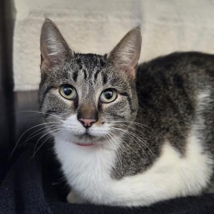Lily, Adoptable, Adult Female Domestic Short Hair & Domestic Short Hair.