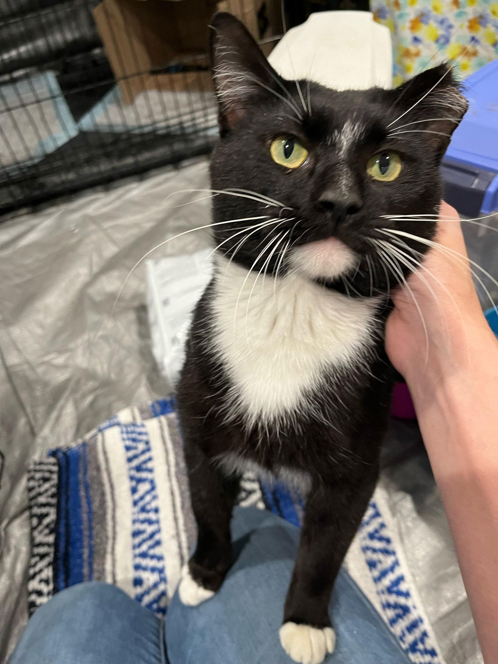 Winston, Adoptable, Adult Male Domestic Short Hair.