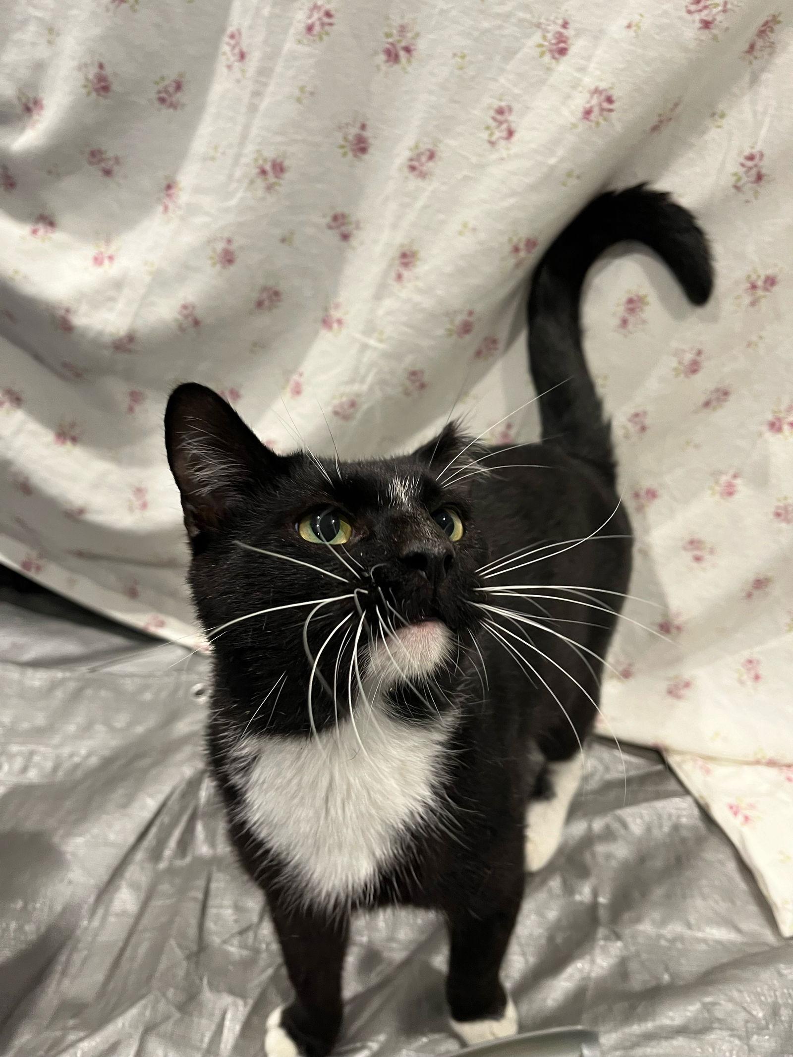 Winston, a Adoptable Domestic Short Hair in Lutherville, MD image 2/3