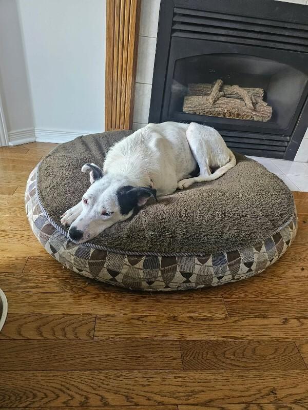 Enlarge Maddox, a Adoptable Mixed Breed in Athens, ON image 1/4