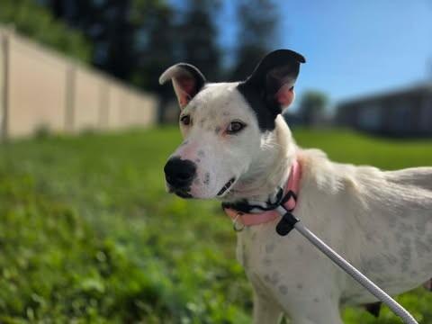 Enlarge Maddox, a Adoptable Mixed Breed in Athens, ON image 2/4