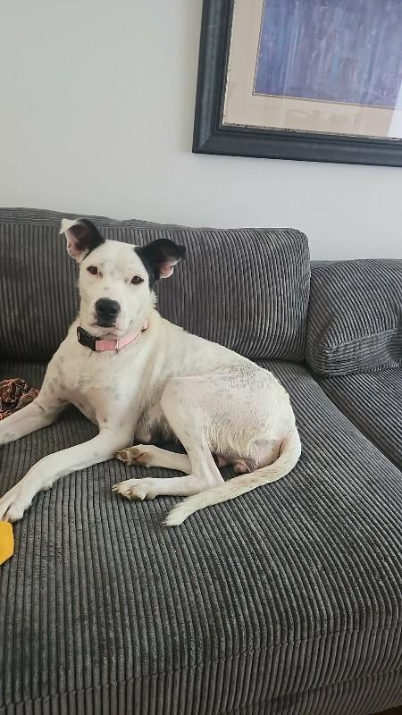 Enlarge Maddox, a Adoptable Mixed Breed in Athens, ON image 3/4