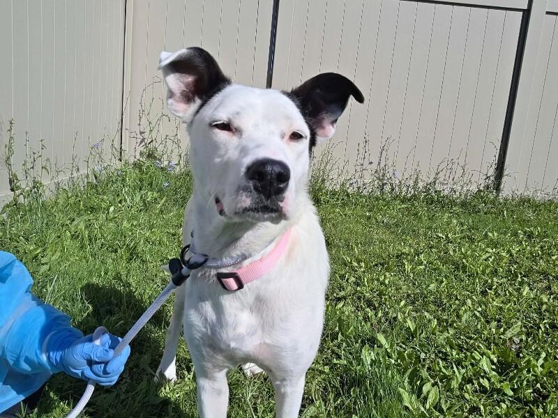 Enlarge Maddox, a Adoptable Mixed Breed in Athens, ON image 4/4