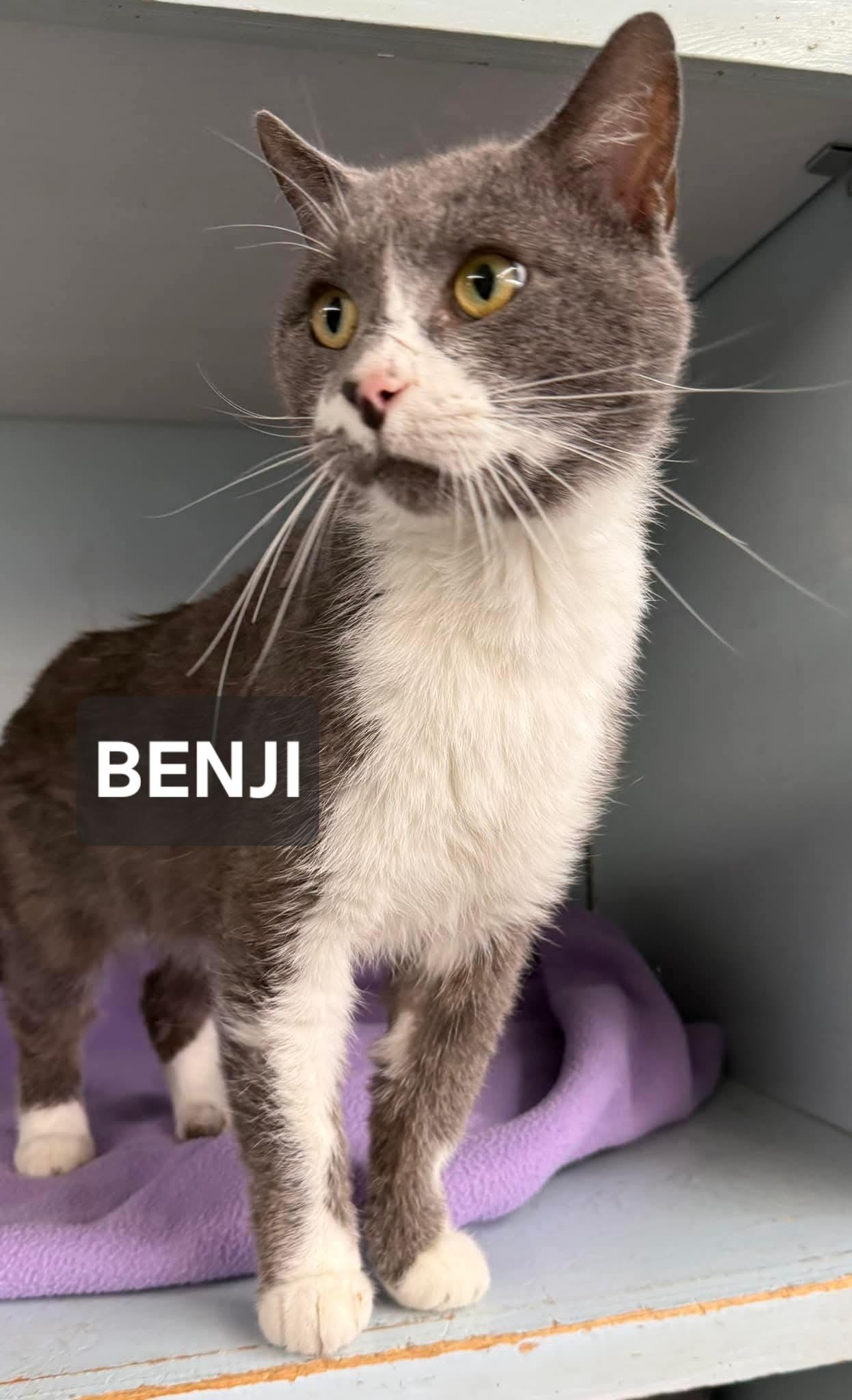 Enlarge Benji, an adopted Domestic Short Hair in Windom, MN image 1/1