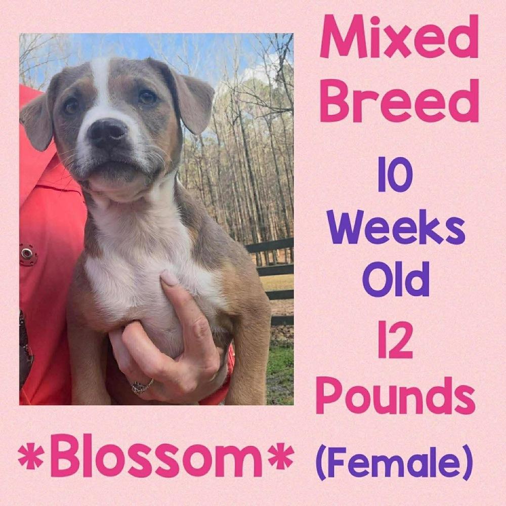 Blossom, Adopted, Puppy Female Mixed Breed.
