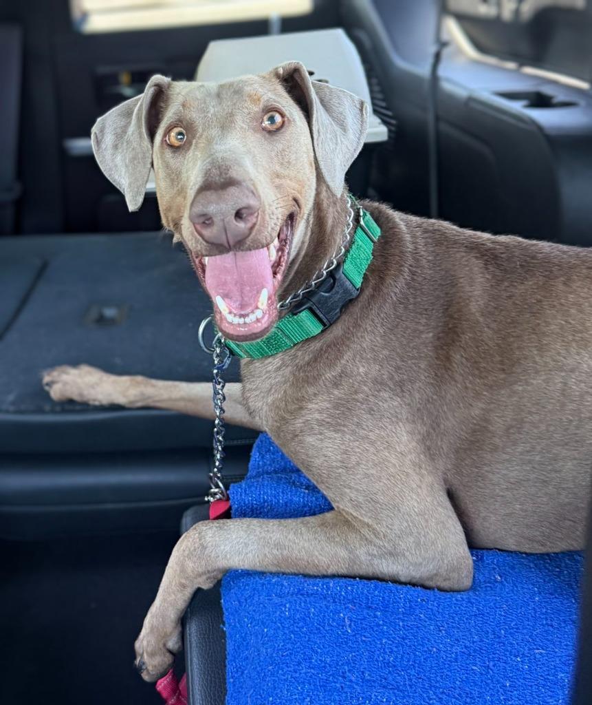 Sash, Adoptable, Young Female Weimaraner & Doberman Pinscher.