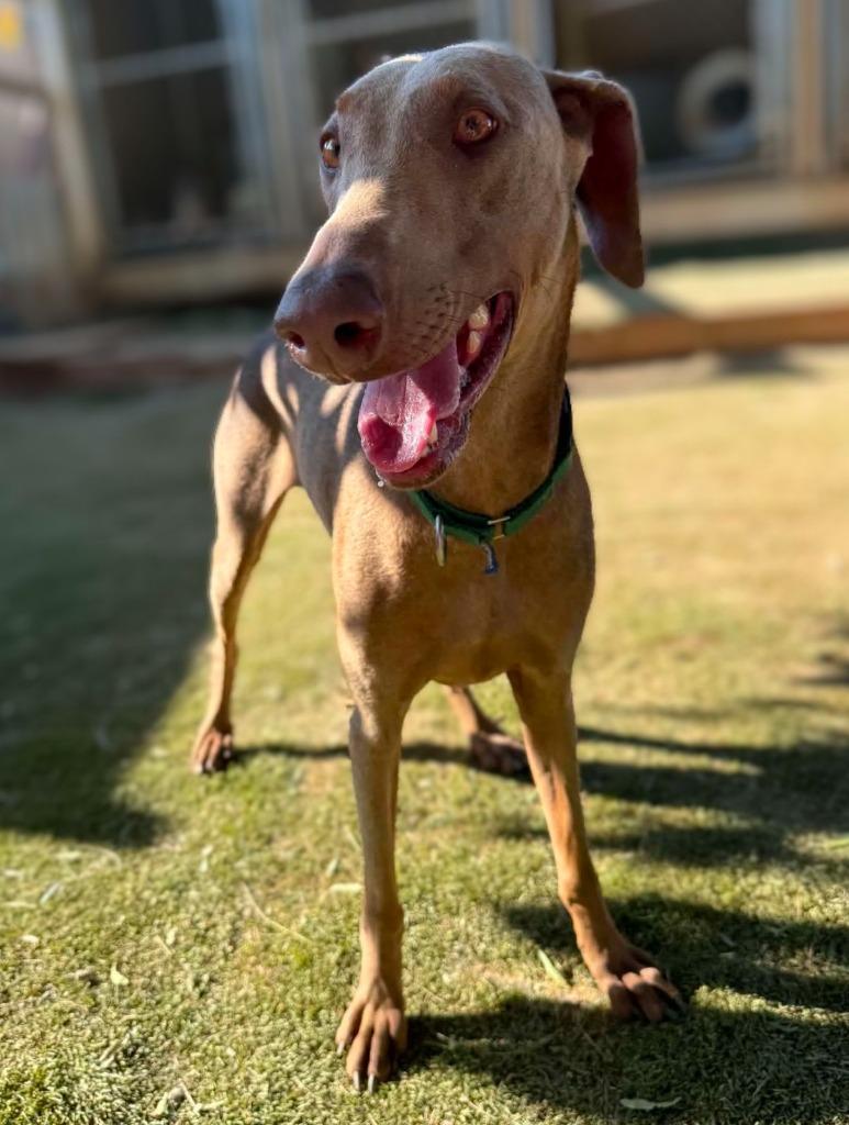 Enlarge Sash, a Adoptable mixed breed in San Diego, CA image 2/2