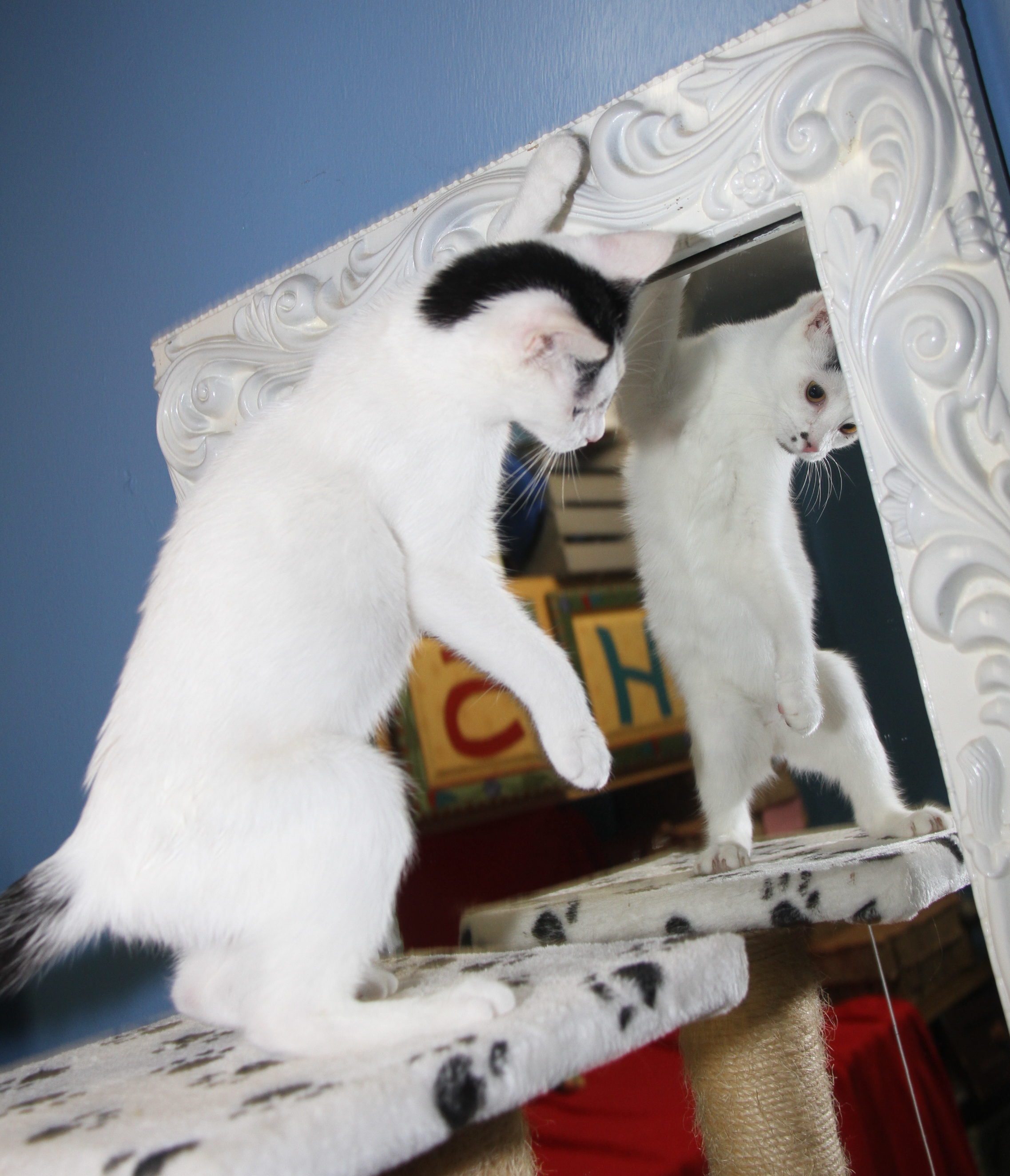 Cat for adoption Adderall (In Foster Care) (Updated Photos 10/14/2024