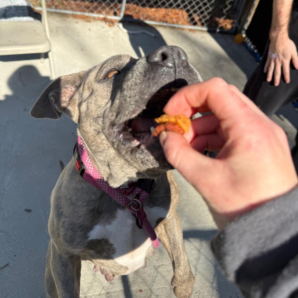 Enlarge Suna, a Adoptable Mixed Breed in Summerville, SC image 1/5