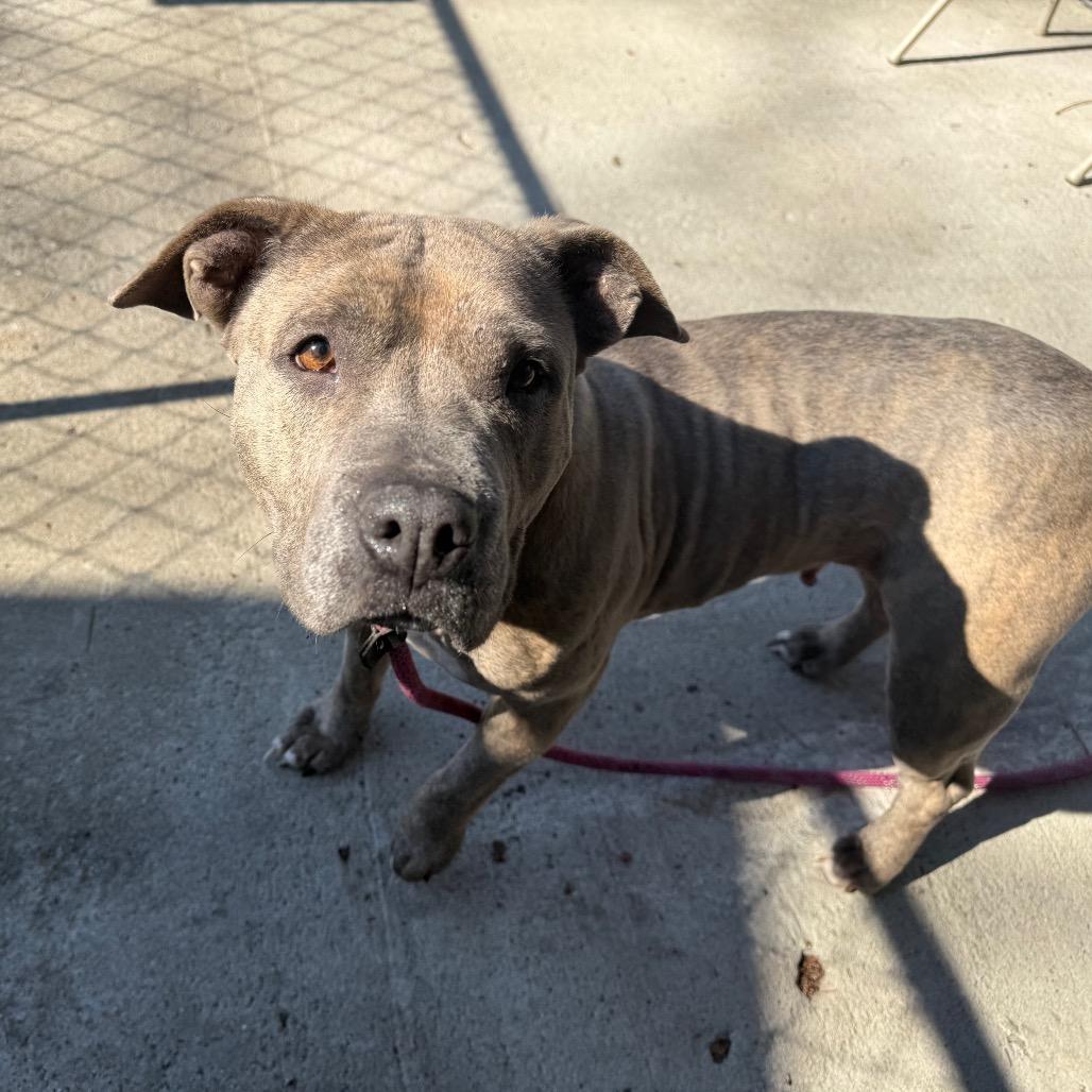 Enlarge Suna, a Adoptable Mixed Breed in Summerville, SC image 2/5