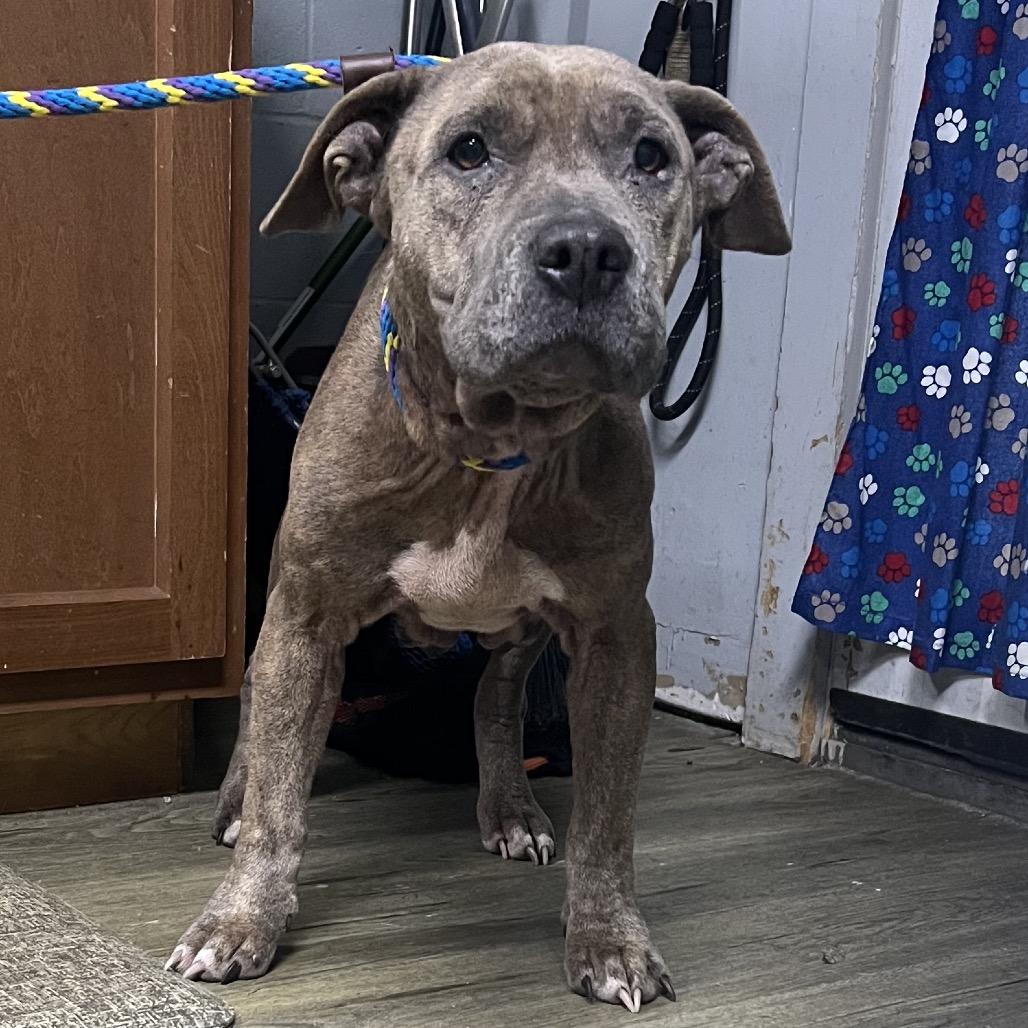 Enlarge Suna, a Adoptable Mixed Breed in Summerville, SC image 3/5