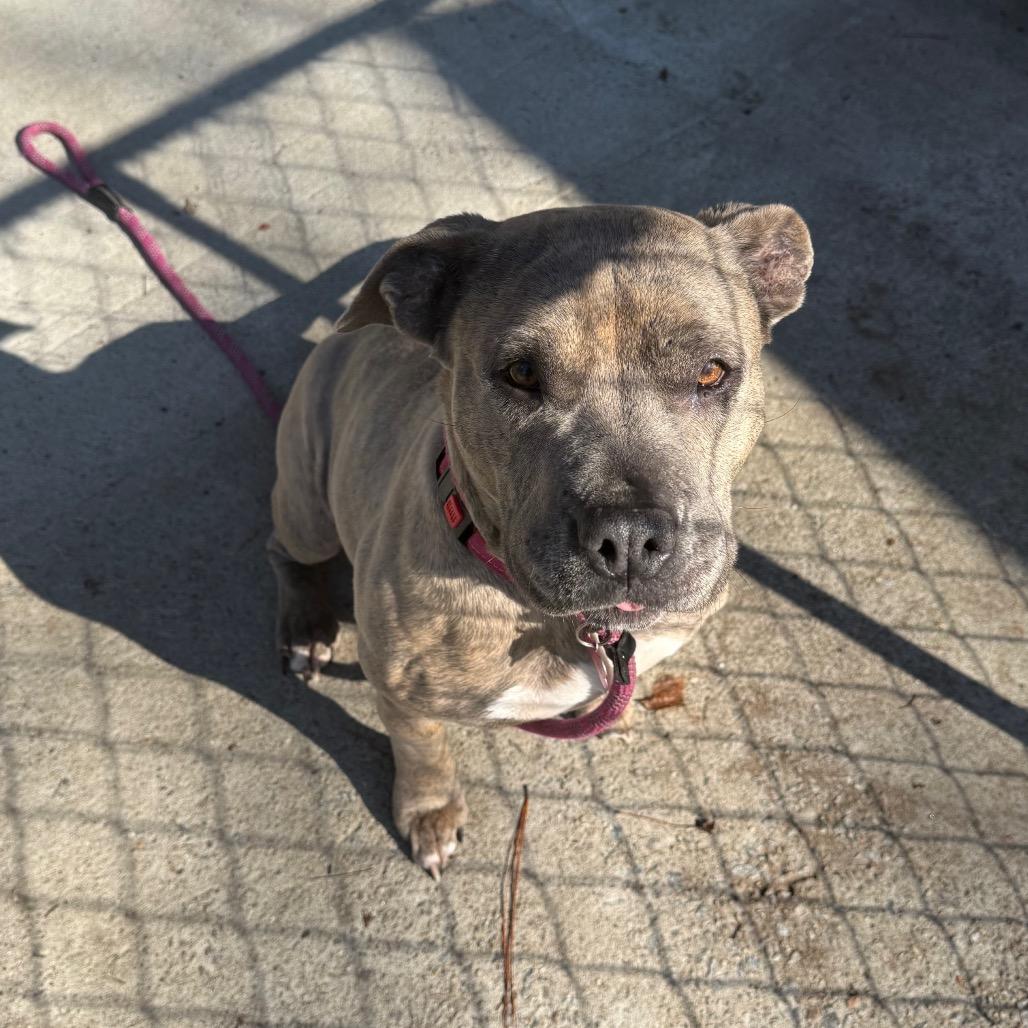 Enlarge Suna, a Adoptable Mixed Breed in Summerville, SC image 4/5