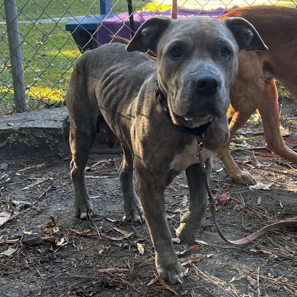 Enlarge Suna, a Adoptable Mixed Breed in Summerville, SC image 5/5