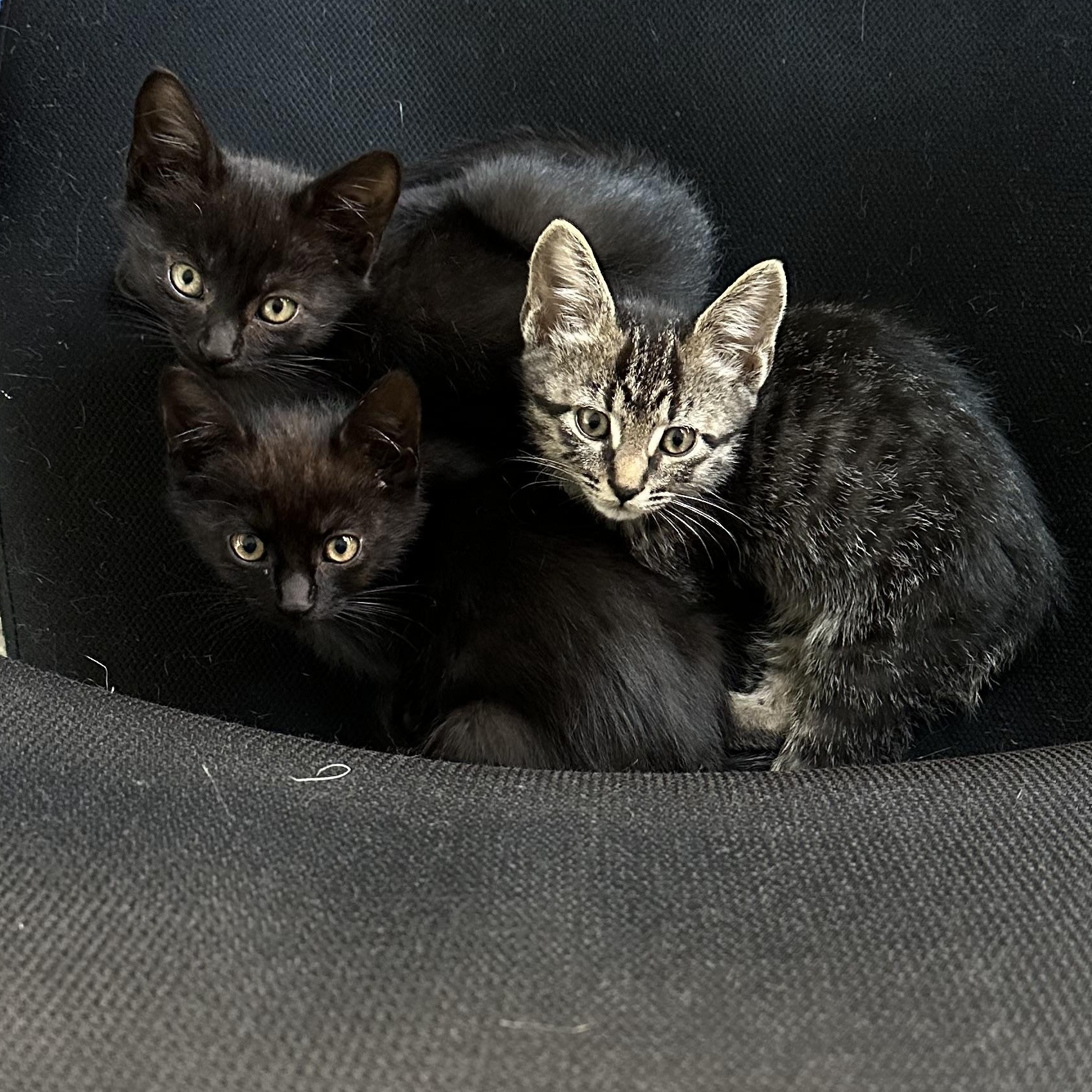 Coriander, a Adoptable Domestic Short Hair in Midvale, UT image 5/5