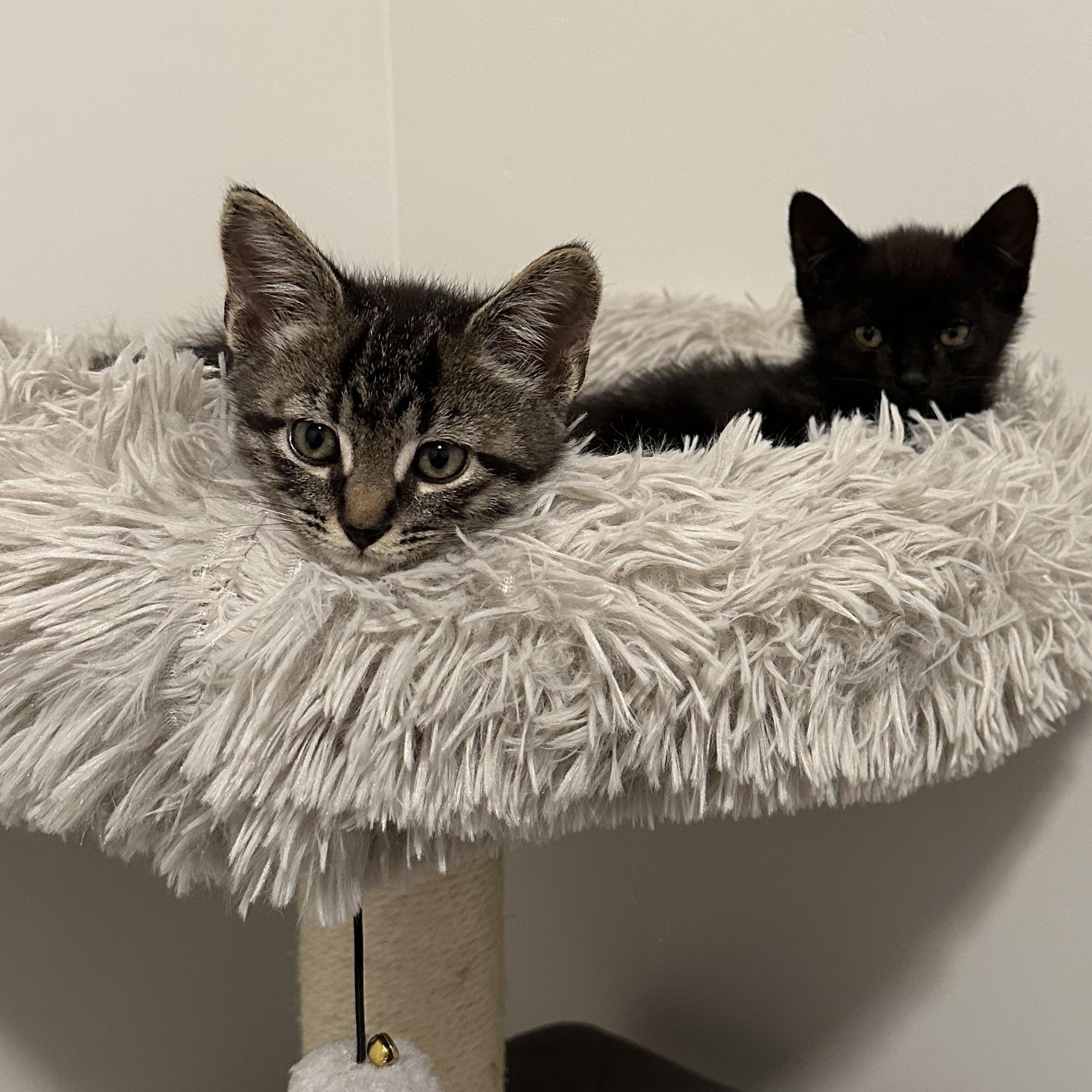 Coriander, a Adoptable Domestic Short Hair in Midvale, UT image 3/5