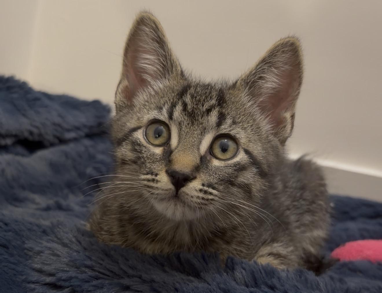 Coriander, Adoptable, Kitten Male Domestic Short Hair.