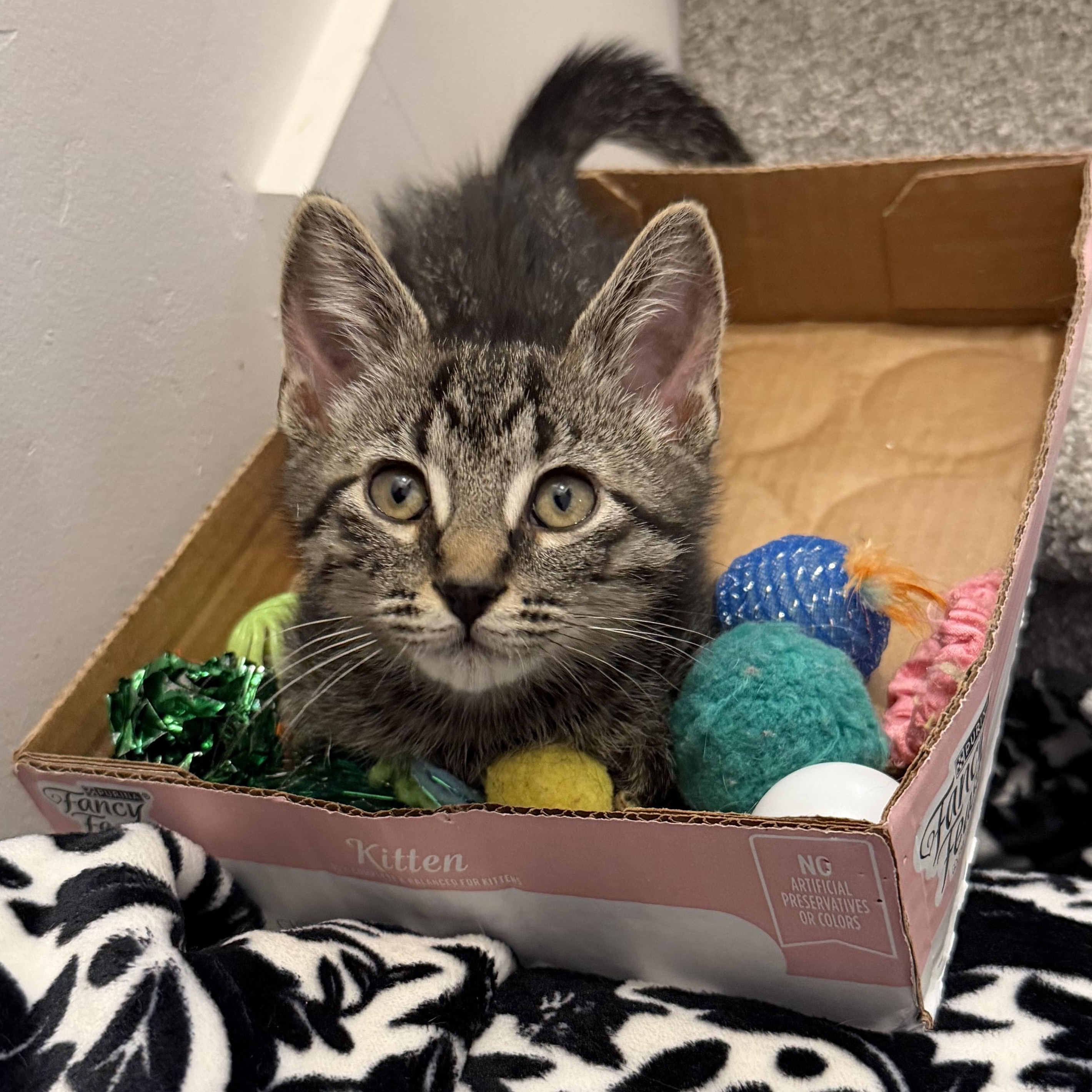 Coriander, a Adoptable Domestic Short Hair in Midvale, UT image 4/5