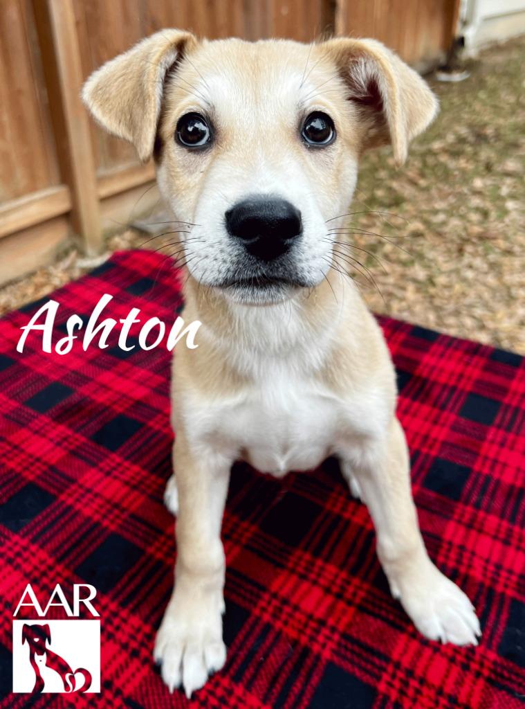 Enlarge Ashton, a Adoptable mixed breed in Magnolia, TX image 1/6