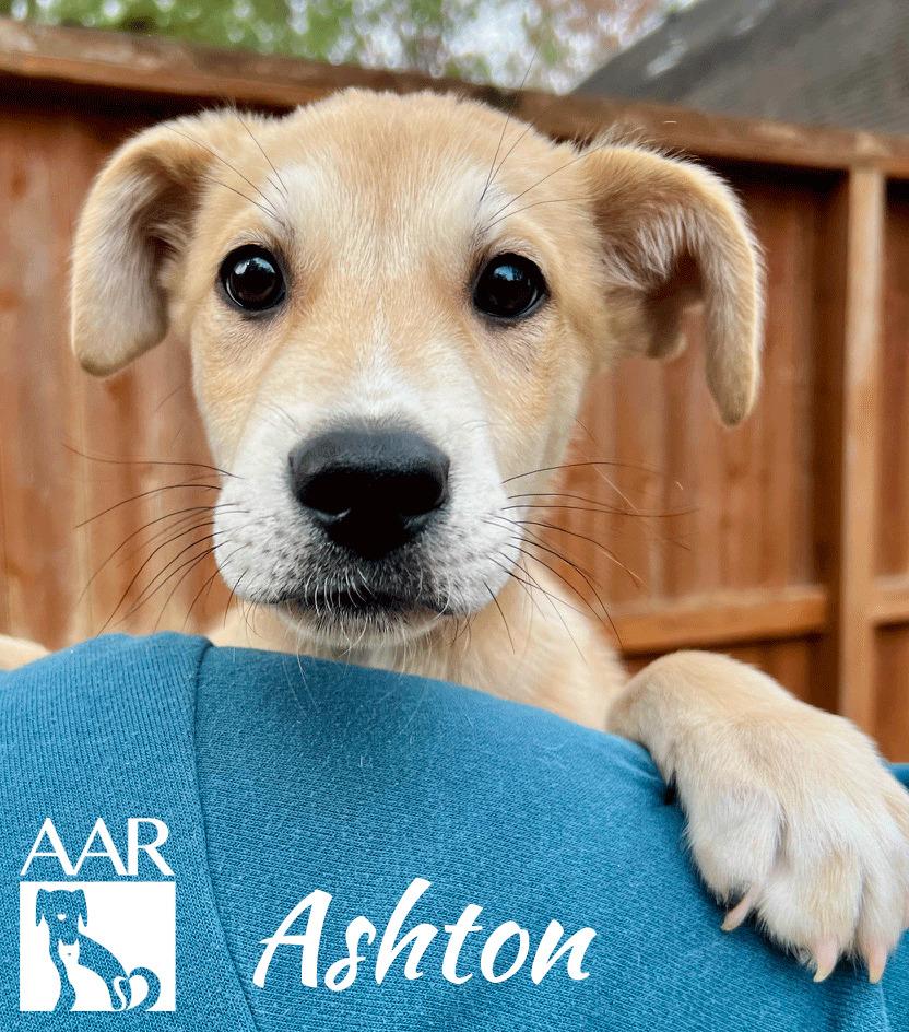 Enlarge Ashton, a Adoptable mixed breed in Magnolia, TX image 2/6