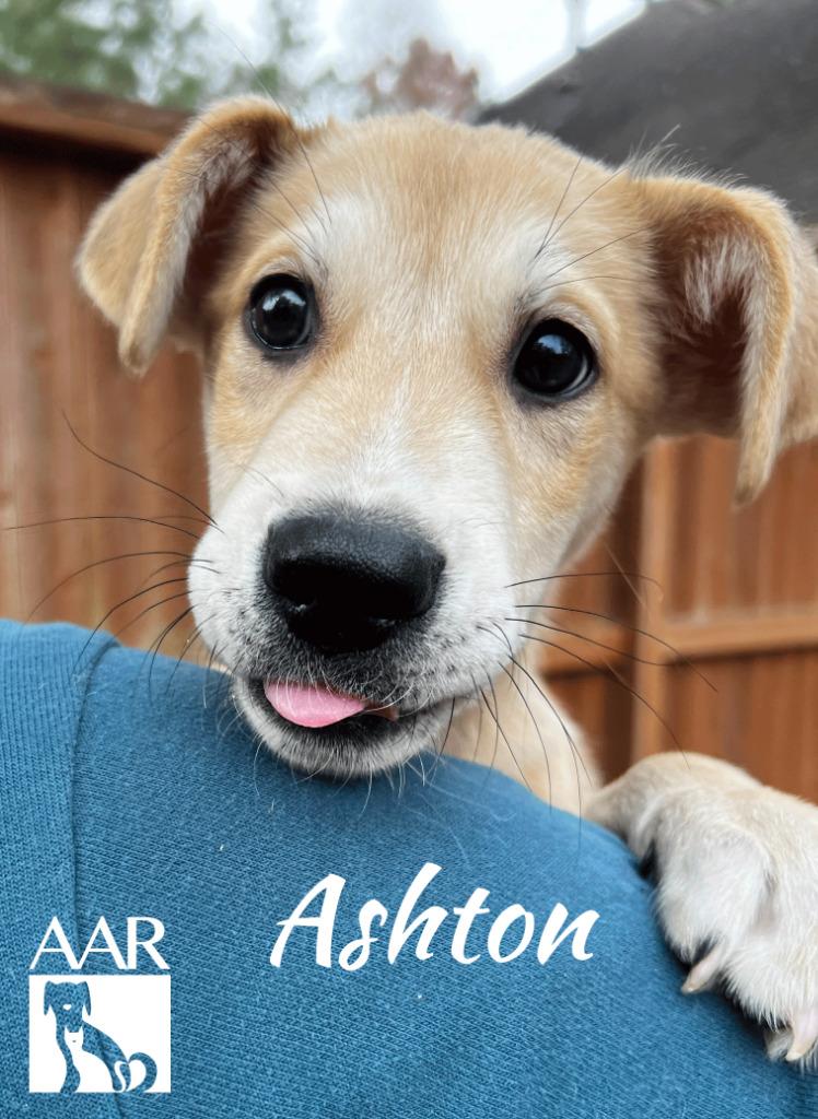 Enlarge Ashton, a Adoptable mixed breed in Magnolia, TX image 4/6