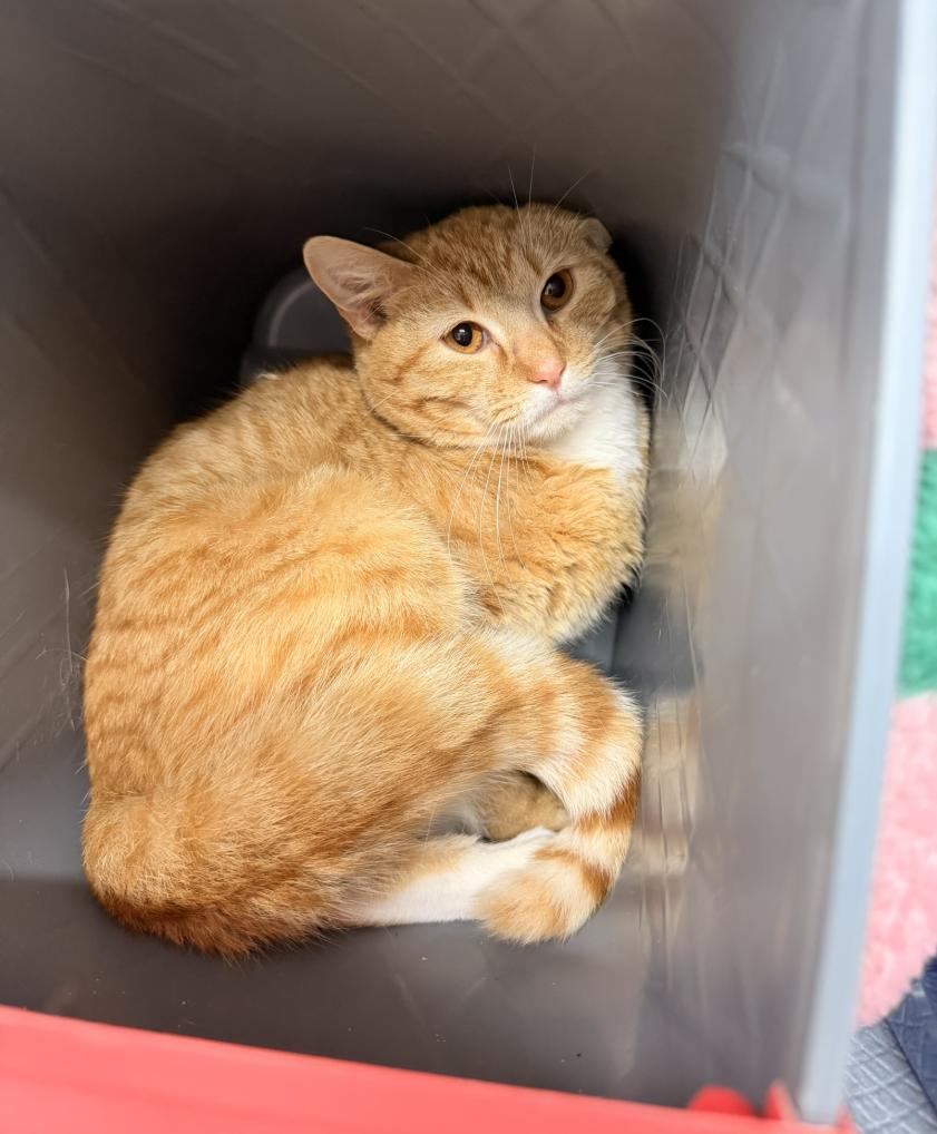 Enlarge Chester, a ADOPTABLE Domestic Short Hair in Evans City, PA image 1/1
