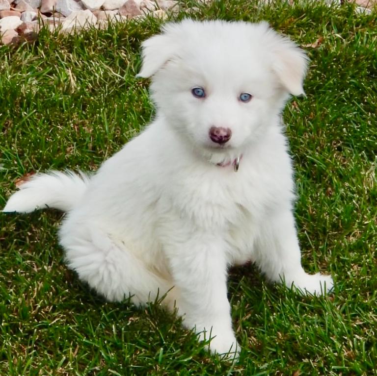 John Wick, ADOPTABLE, Puppy Male Great Pyrenees & Mixed Breed.