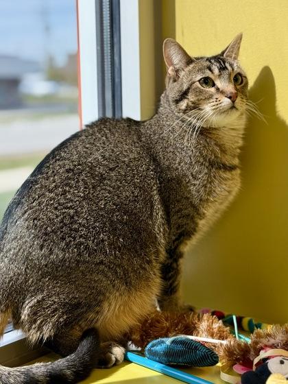 Bandit, Adoptable, Adult Female Abyssinian.
