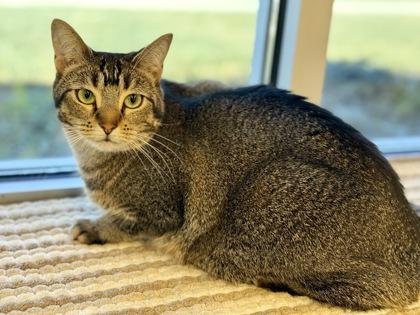 Bandit, a Adoptable Abyssinian in Downers Grove, IL image 2/3
