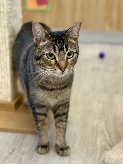 Bandit, a Adoptable Abyssinian in Downers Grove, IL image 3/3