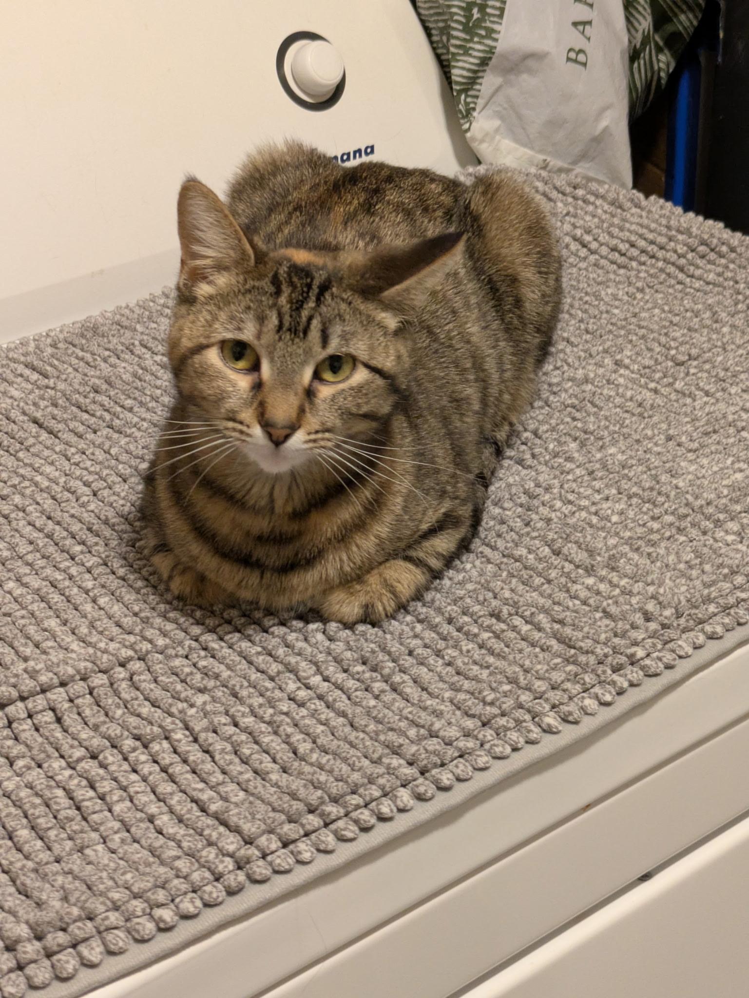 Callie, a Adoptable Domestic Short Hair in Madison, WI image 5/6