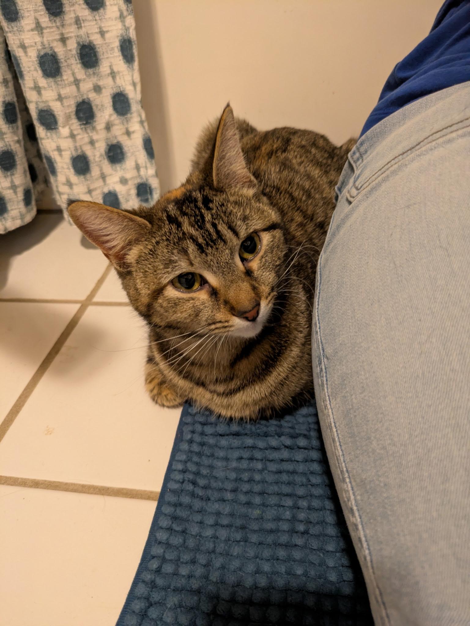 Callie, a Adoptable Domestic Short Hair in Madison, WI image 2/6