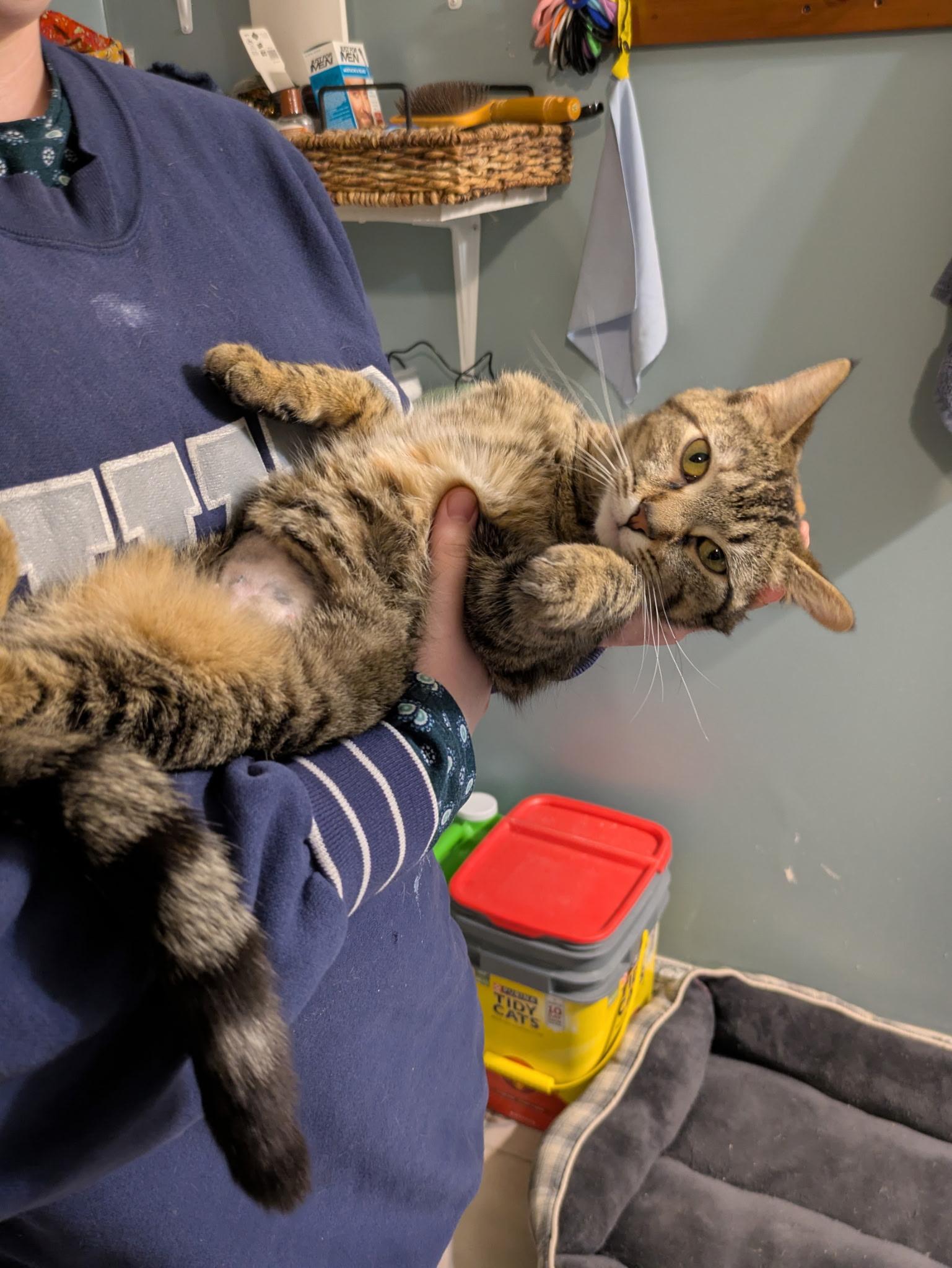 Callie, a Adoptable Domestic Short Hair in Madison, WI image 3/6