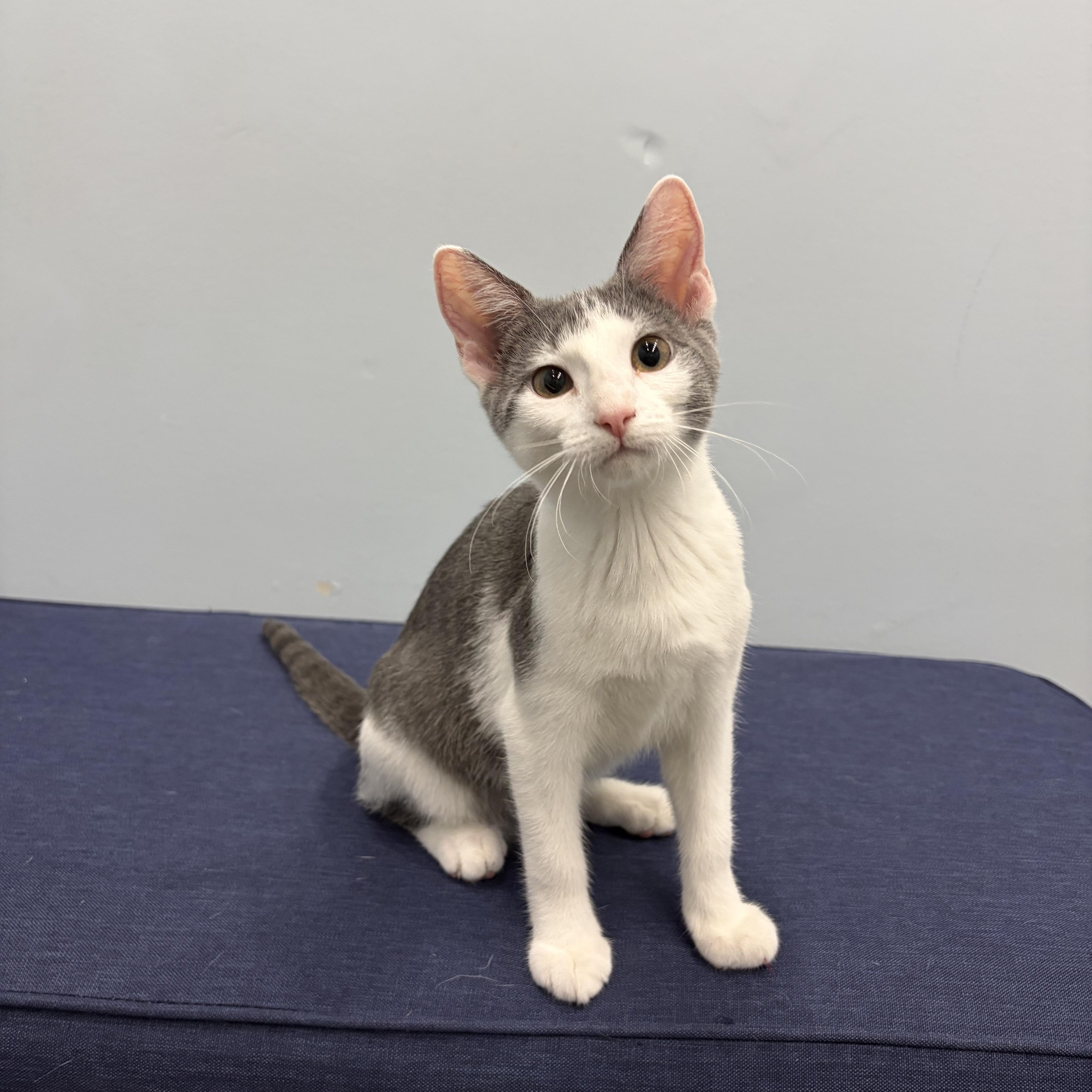 Enlarge Petal, a Adoptable Domestic Short Hair in Murphysboro, IL image 2/6