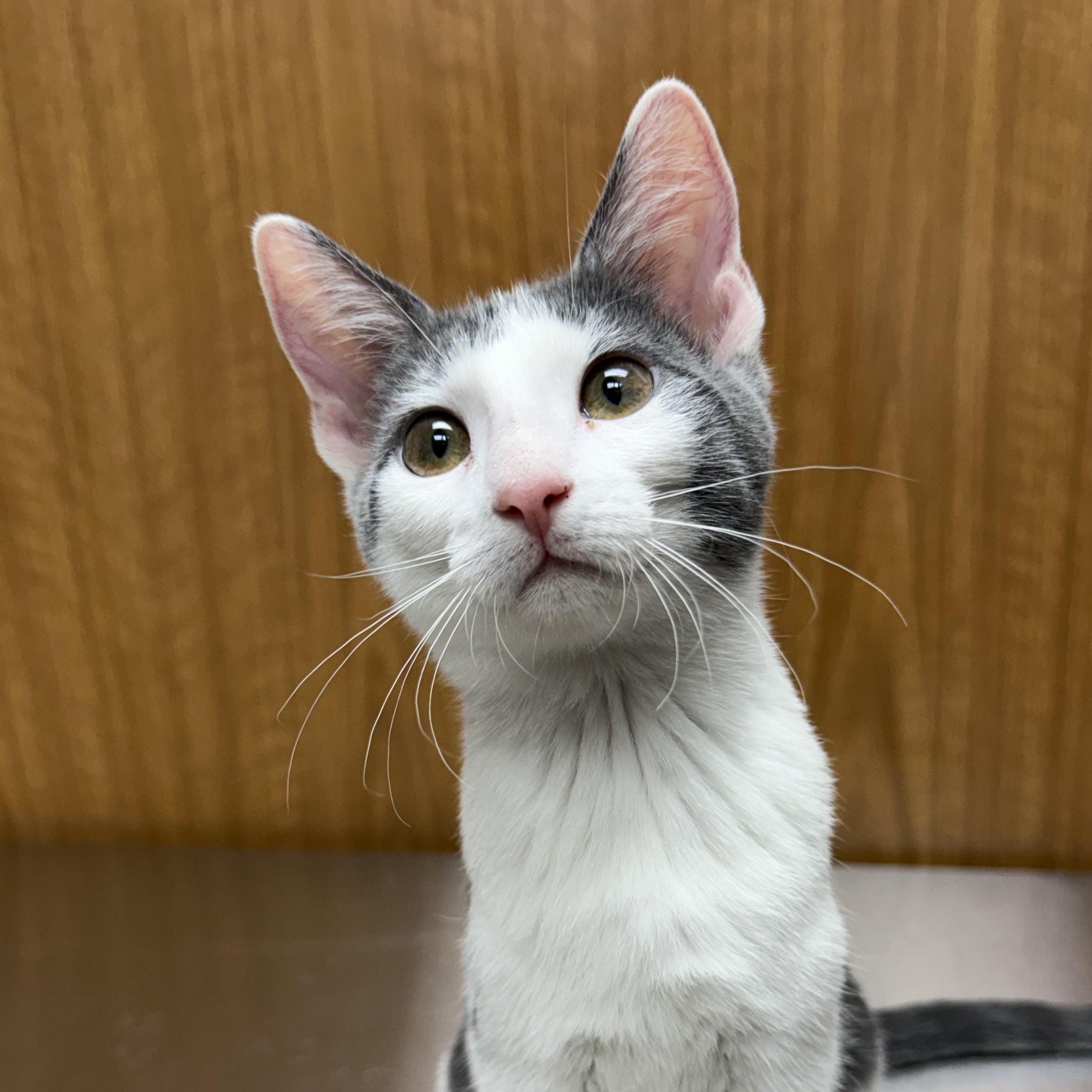 Enlarge Petal, a Adoptable Domestic Short Hair in Murphysboro, IL image 6/6