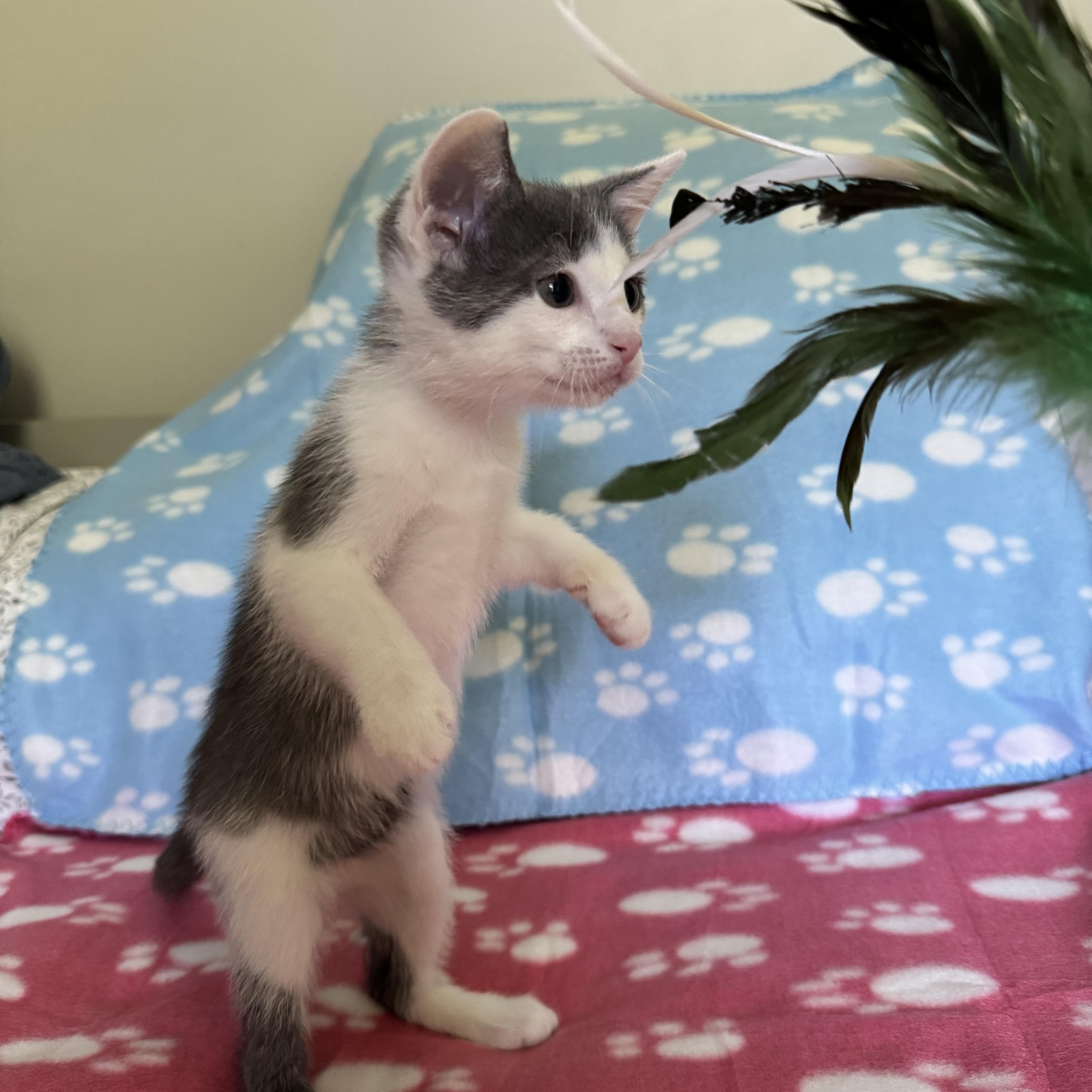 Petal, a Adoptable Domestic Short Hair in Murphysboro, IL image 3/4