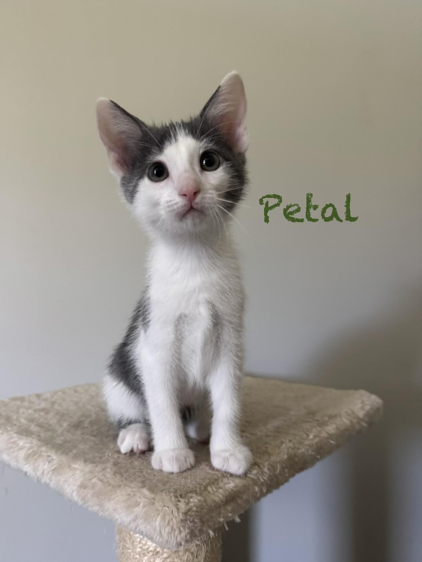 Petal, a Adoptable Domestic Short Hair in Murphysboro, IL image 1/4