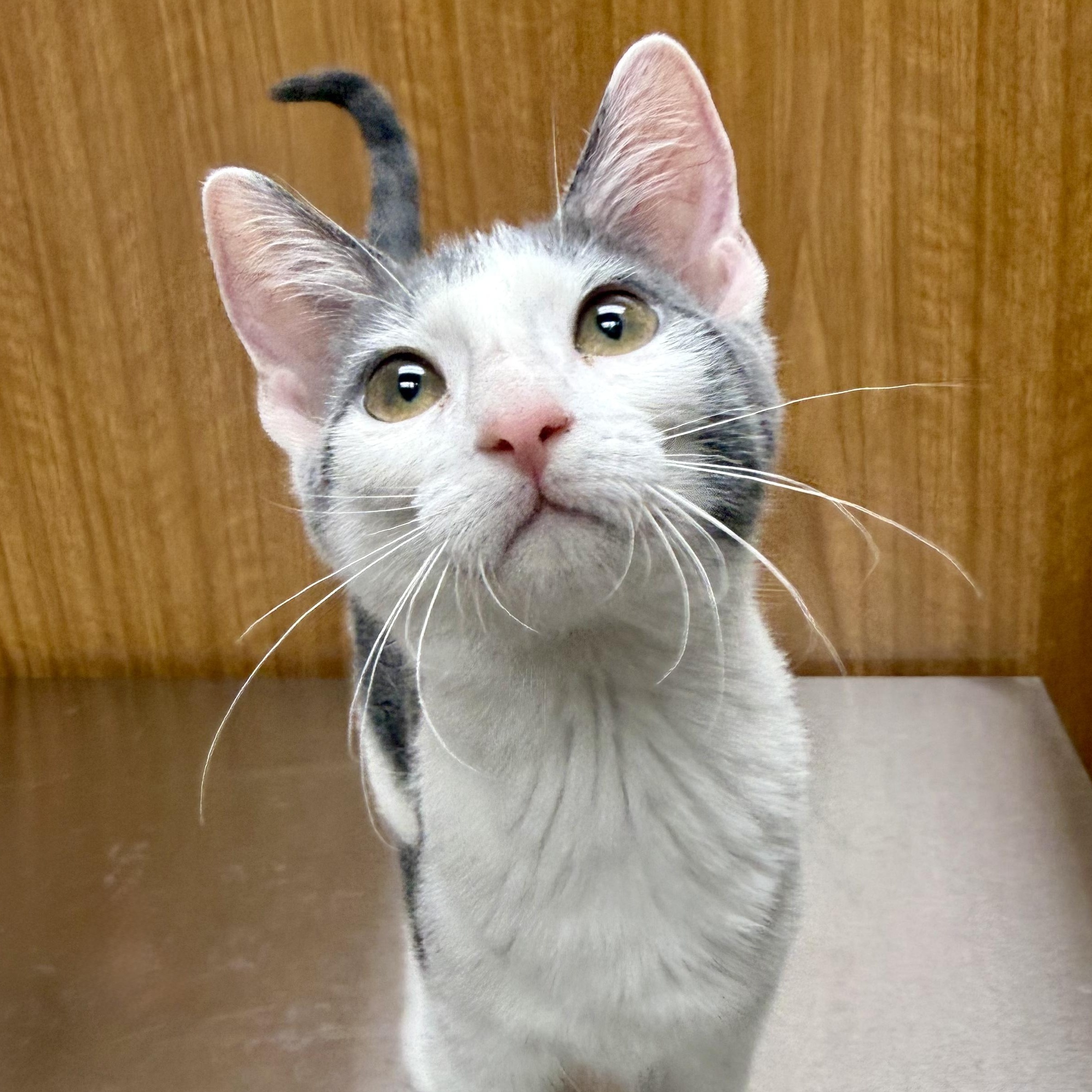 Enlarge Petal, a Adoptable Domestic Short Hair in Murphysboro, IL image 1/6