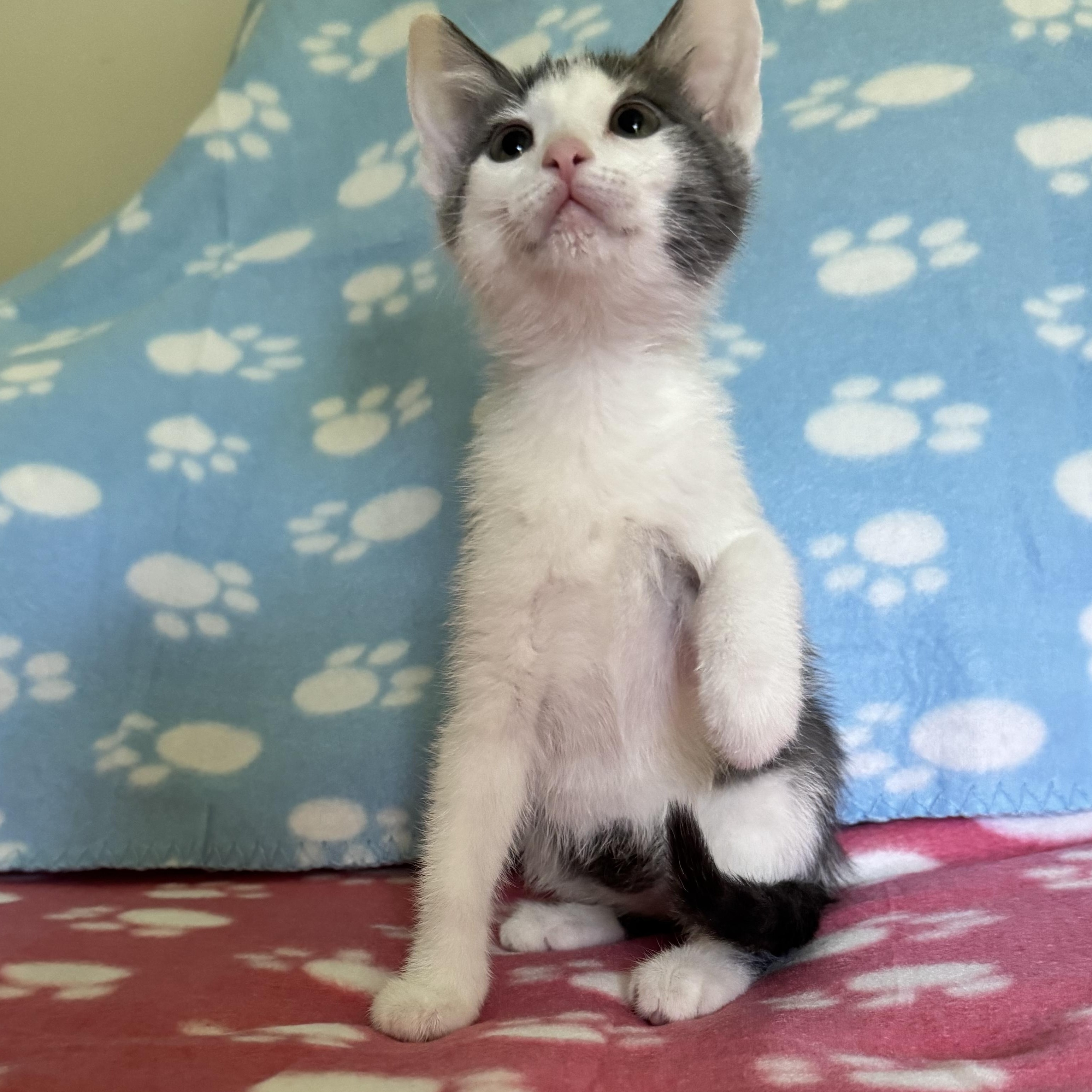 Petal, a Adoptable Domestic Short Hair in Murphysboro, IL image 2/4