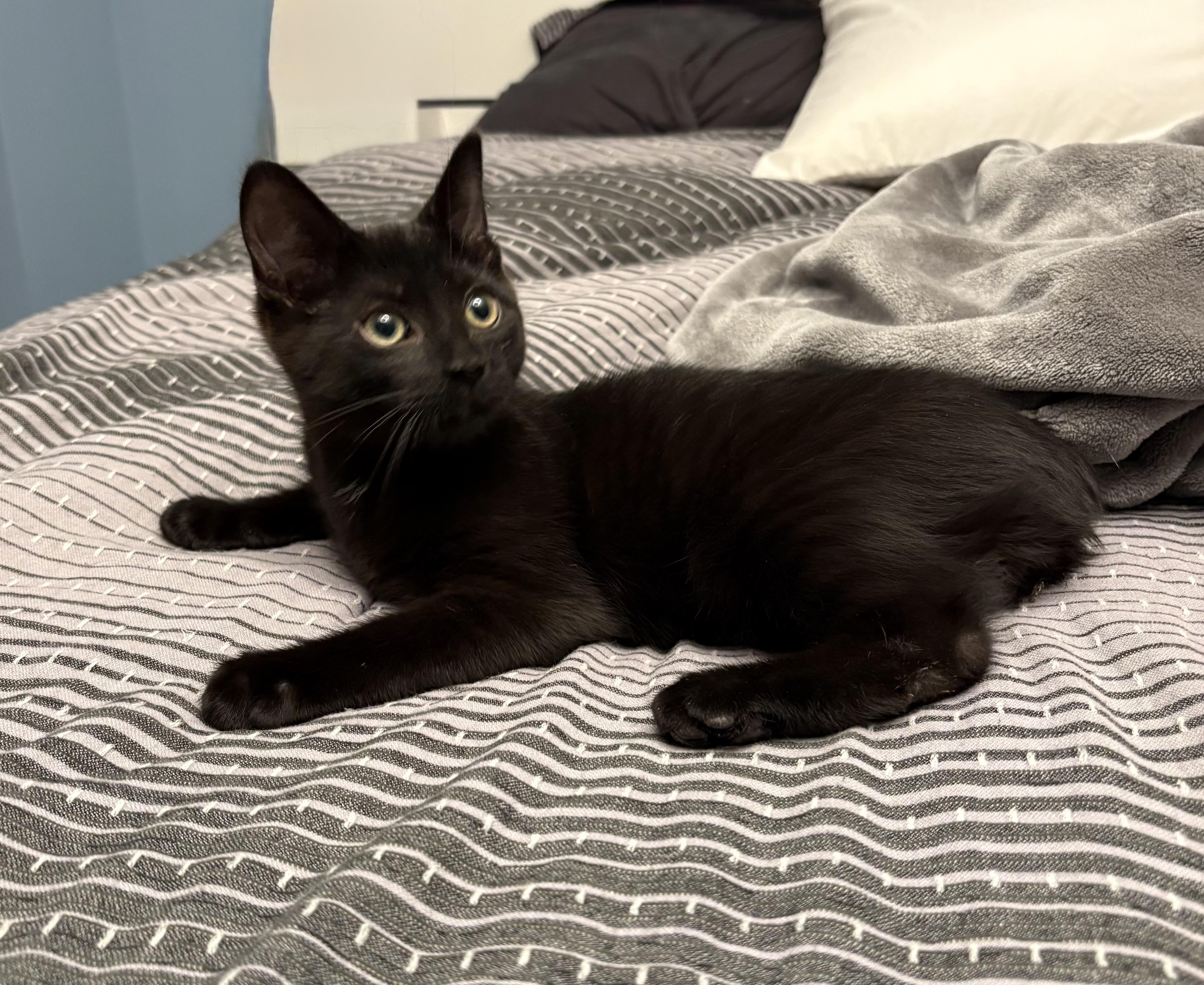 AIDEN, adopted, Kitten Male Domestic Short Hair.