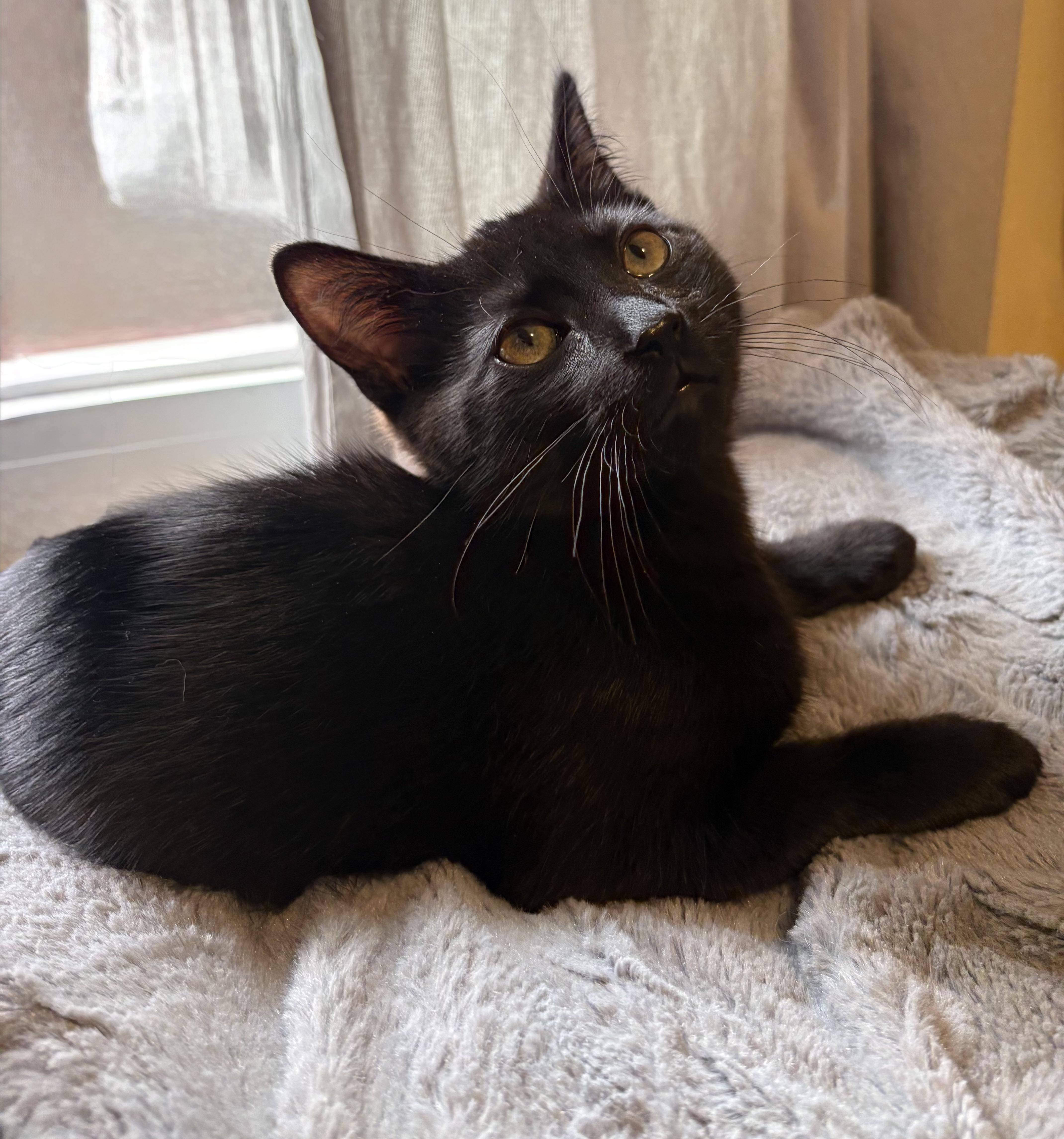 AIDEN, an adopted Domestic Short Hair in Shakespeare, ON image 2/5