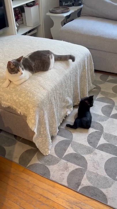 Enlarge AIDEN, an adopted Domestic Short Hair in Shakespeare, ON video 4/5