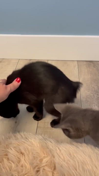 Enlarge AIDEN, an adopted Domestic Short Hair in Shakespeare, ON video 5/5