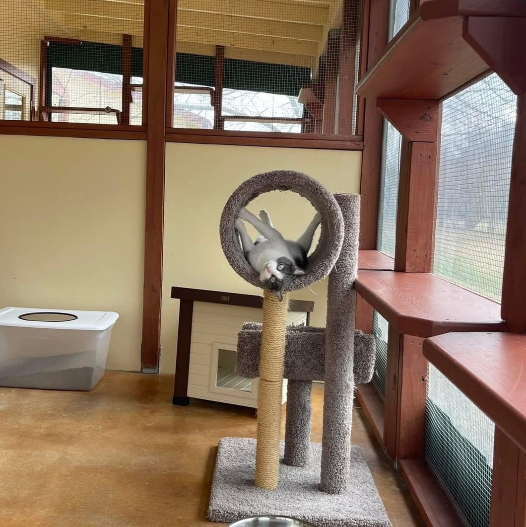 Darby, Adoptable, Adult Female Domestic Short Hair.