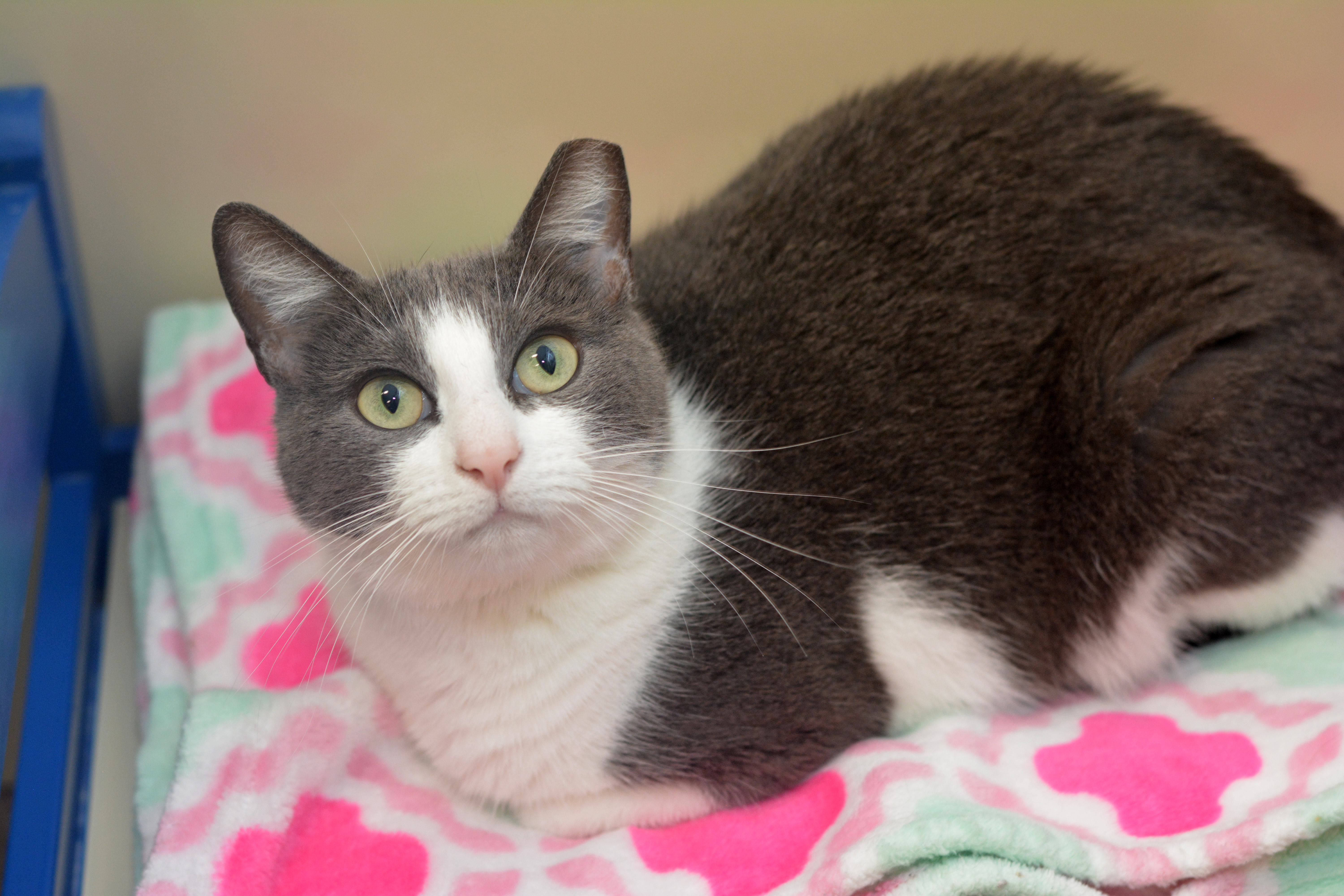 Darby, a Adoptable Domestic Short Hair in Round Rock, TX image 6/9