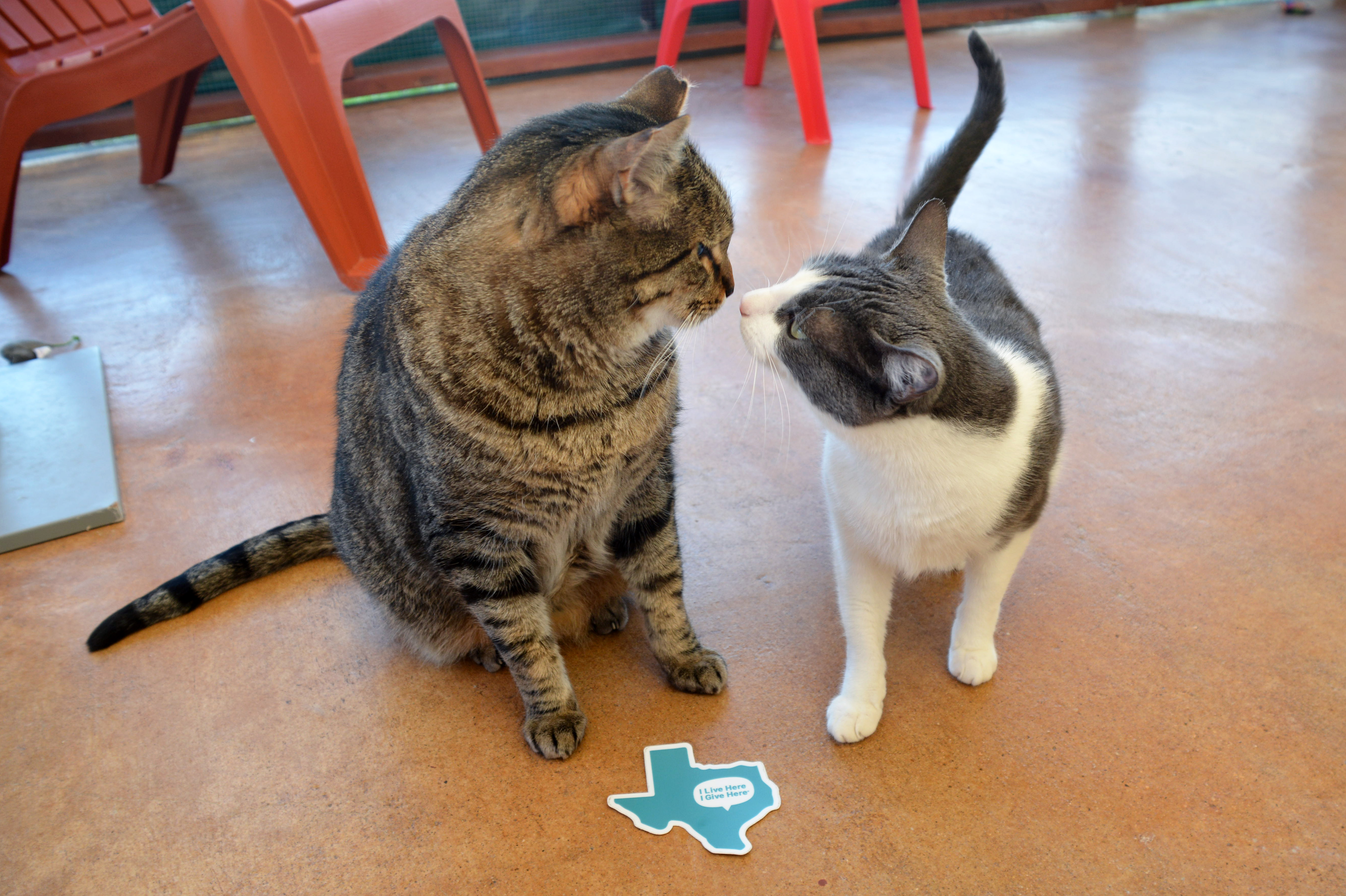 Enlarge Darby, a Adoptable Domestic Short Hair in Round Rock, TX image 9/9