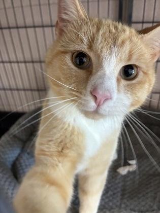 26-247 Mr. Butters, Adoptable, Young Male Domestic Short Hair & Domestic Short Hair.