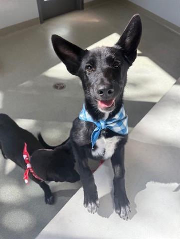 JACKIE, Adoptable, Young Female German Shepherd Dog.